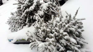Discarded Christmas Trees