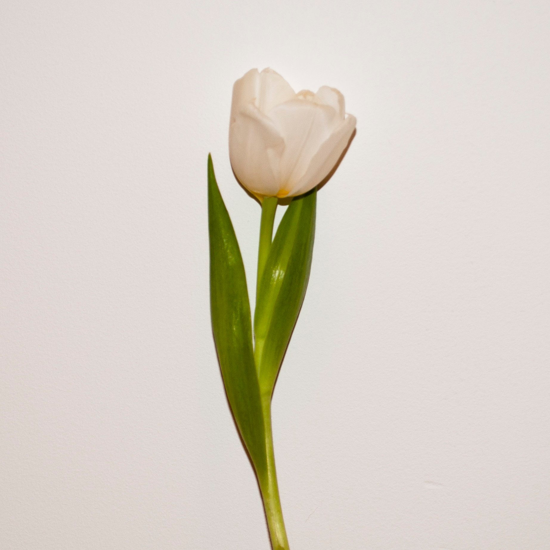 White Tulip